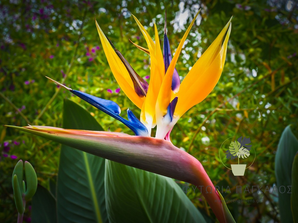 Στρελίτσια (Strelitzia reginae) – Εξωτικό Ανθοφόρο Φυτό - 3